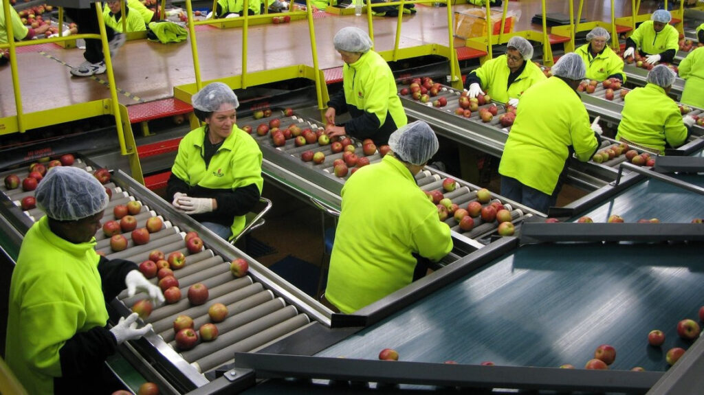 Food Processing Jobs in New Zealand With Overtime Opportunities