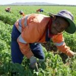 Farm Jobs in Australia with Free Visa Sponsorship (2026): Real Insights, Opportunities & Honest Guidance