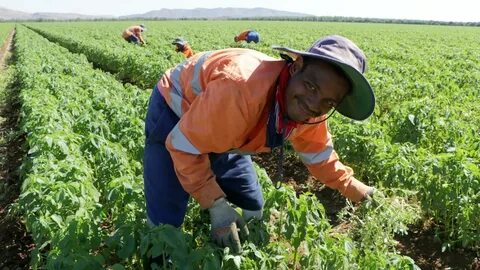Farm Jobs in Australia with Free Visa Sponsorship (2026): Real Insights, Opportunities & Honest Guidance