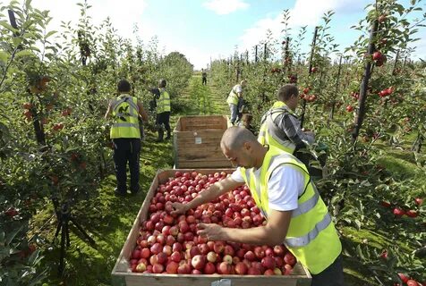 Fruit Picking Jobs in Germany That Struggle to Find Workers