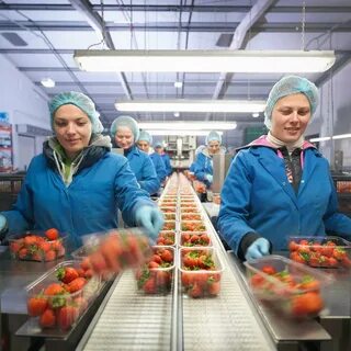 Food Processing Jobs in New Zealand: Earn NZD 45,000–70,000 Per Year