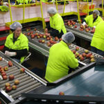 Overtime-Eligible Food Processing Jobs in New Zealand